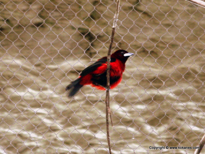 Crimson-backed Tanager